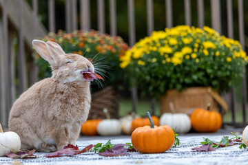 Rufus Rabbit poses next to pumpkins and mums enjoying a red maple leaf with eyes closed