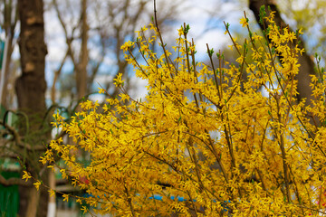 Yellow flowering Forsythia bush in spring. Selective focus. Background with copy space for text