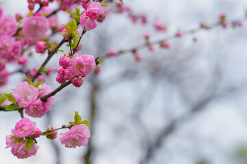 Flowers on a branch of sakura tree with selective focus on a blurred background. Defocused backdrop copy space