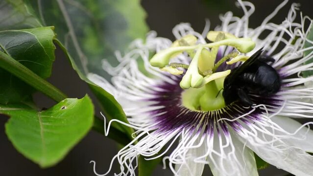Passion flower (Passiflora edulis) being pollinated by the Bombus atratus bee and the Africanized bee Apis mellifera scutellata