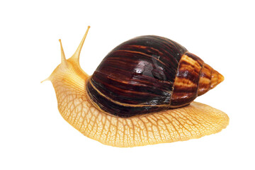 Giant african snail isolated on transparent background.