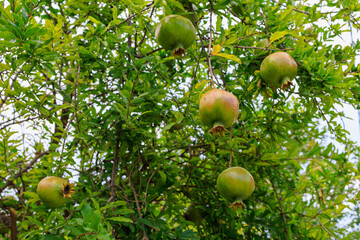 Pomegranate fruits ripen on trees in the garden. Natural background with selective focus and copy space