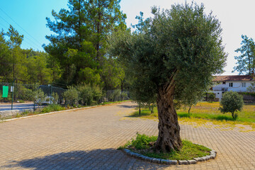 Olive trees. Selective focus. Background with copy space