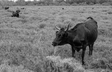 Black bull in the natural environment. Delta of the Rhone River. Camargue symbol. View from a tourist boat. Black and white photo.