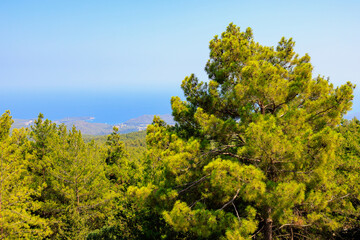 Fototapeta premium Green coniferous plants in the mountainous part of the Turkish Mediterranean coast. Atmospheric landscape