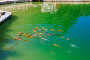 Fish pond, selective focus. Background with copy space