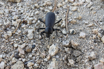 Beetle shown walking at Alabama Hills by the Sierra Nevada range foothills in California, United States.