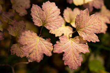 Natural abstract background - a branch with leaves.