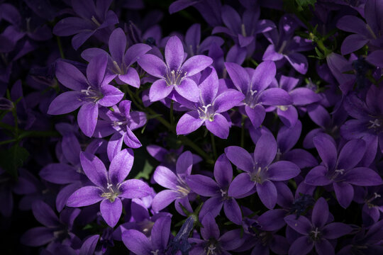 Fiori Viola" Immagini - Sfoglia 212 foto, vettoriali e video Stock | Adobe  Stock