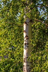 Obraz premium Birch trunk and foliage close-up summer