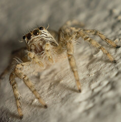 Close up picture of a jumping spider sitting on the floor with blurred background. Macro image of a hairy jumping spider