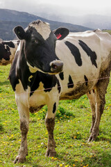 VACA