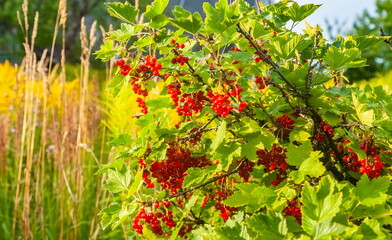 Red currant berries on a bush with leaves close-up in summer
