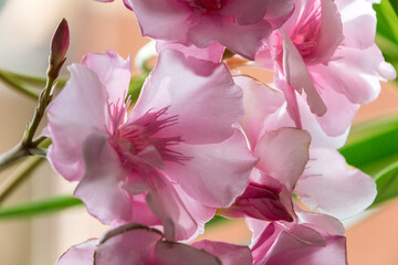 fiori di oleandro