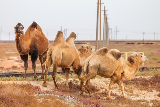 Bactrian camels
