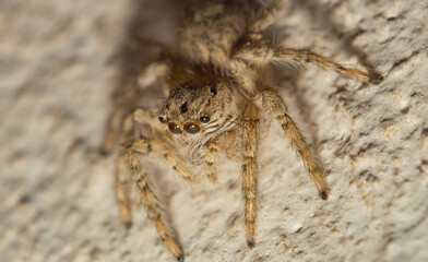 Close up picture of a jumping spider sitting on the floor with blurred background. Macro image of a hairy jumping spider