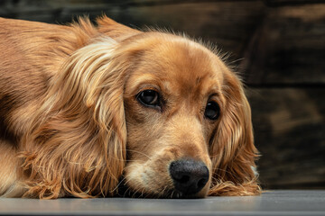 portrait of a dog english cocker spanie on a dark background, place for text