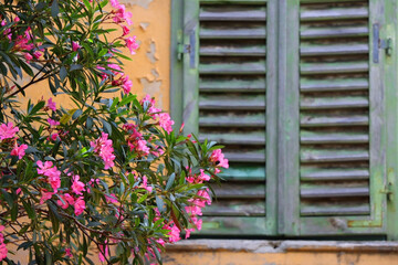 Fototapeta na wymiar Green rustic Mediterranean window and pink oleander flowers in Split, Croatia. Selective focus.