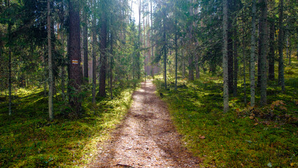 Forest path in deep forest in October with sunlight shadow. Gauja National Park in the vicinity of Valmiera, Autumn, October.