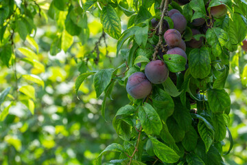 red organic plums on the branches of the tree