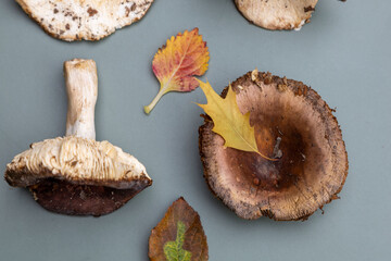 fresh raw mushrooms harvest on a green background with autumn leaves.