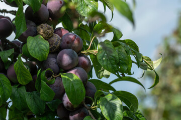 red organic plums on the branches of the tree