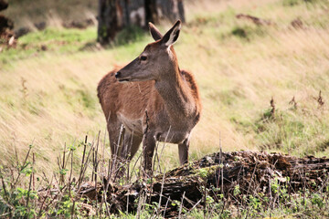 A view of a Red Deer in the Cheshire Countryside