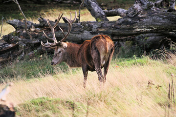 A view of a Red Deer in the Cheshire Countryside