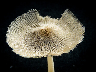 Coprinopsis lagopus - Hare's Foot Ink Cap - Woolly Inkcap - Fairies Shelter