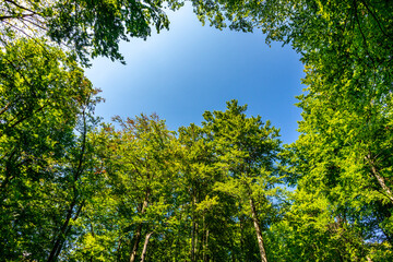 Herbstlicher Spaziergang auf den Höhenweg des Thüringer Waldes - Thüringen - Deutschland