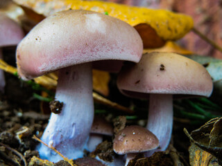 Lepista nuda - Blewit sp. - Wood Blewit - Clitocybe nuda