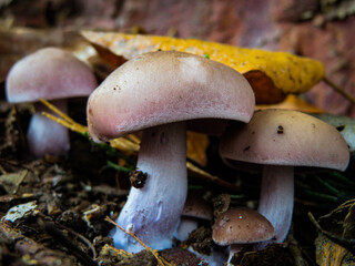 Lepista nuda - Blewit sp. - Wood Blewit - Clitocybe nuda