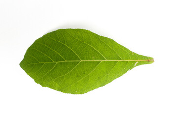 Fototapeta na wymiar A young teak leaf shoot isolated on a white background
