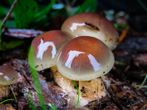 Pholiota velaglutinosa - Glutinous Mushrooms - Slime Mushrooms (Note: No common name designated)