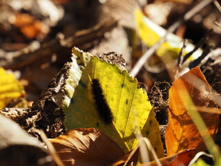 Gąsienica wspinająca się na jesienny liść