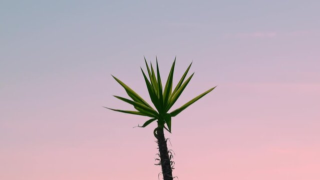 Silhouette Of Small Palm Tree Sways In Wind Against Backdrop Of Sunset Sky Corfu