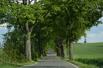 stromy popri ceste