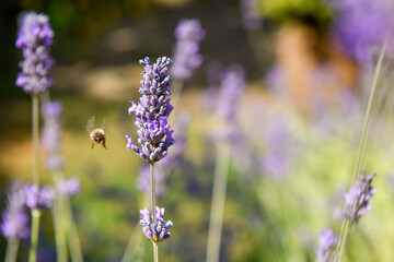 A honey bee flying towards lavender flower to collect pollen