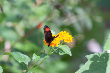 Red postman Heliconius erato butterfly pauses on a golden desert flower bloom to gather pollen...