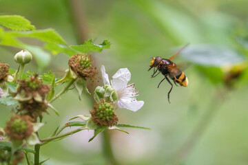 Hornet Mimic Hoverfly (Volucella zonaria) adult about to take off from Bramble (Rubus fruticosus)
