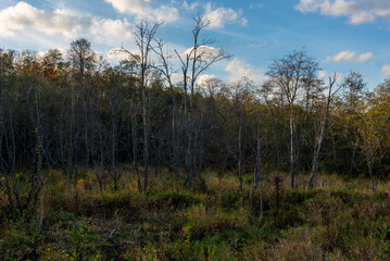 Obraz premium Forest landscape with swamp and plants reflected in an water at sunset