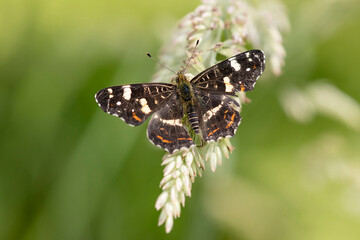 Map Butterfly (Araschnia levana) resting on grass in the dunes