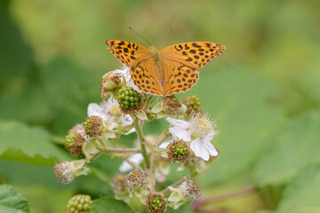 Siver-washed Fritillary (Argynnis paphia) butterfly female foraging on Bramble (Rubus fruticosus) in the dunes