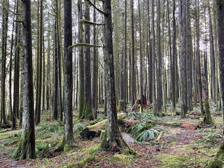 Fototapeta na wymiar Trees in the Golden Ears Provincial Park, British Columbia, Canada