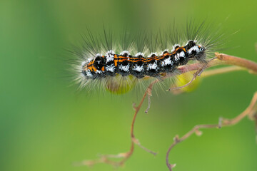 Yellowtail (Euproctis similis) butterfly caterpillar on a twig in the dunes