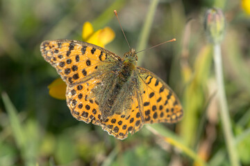 Queen of Spain Fritillary (Issoria lathonia) resting on plant in the dunes