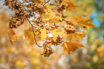 Naklejka na ściany i meble Beautiful autumn leaves on the trees on a sunny day.
