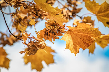 Beautiful autumn leaves on the trees on a sunny day.