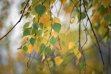 Fototapeta na wymiar Beautiful autumn leaves on the trees on a sunny day.