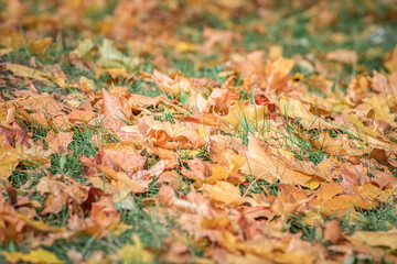 Beautiful autumn leaves on the trees on a sunny day.